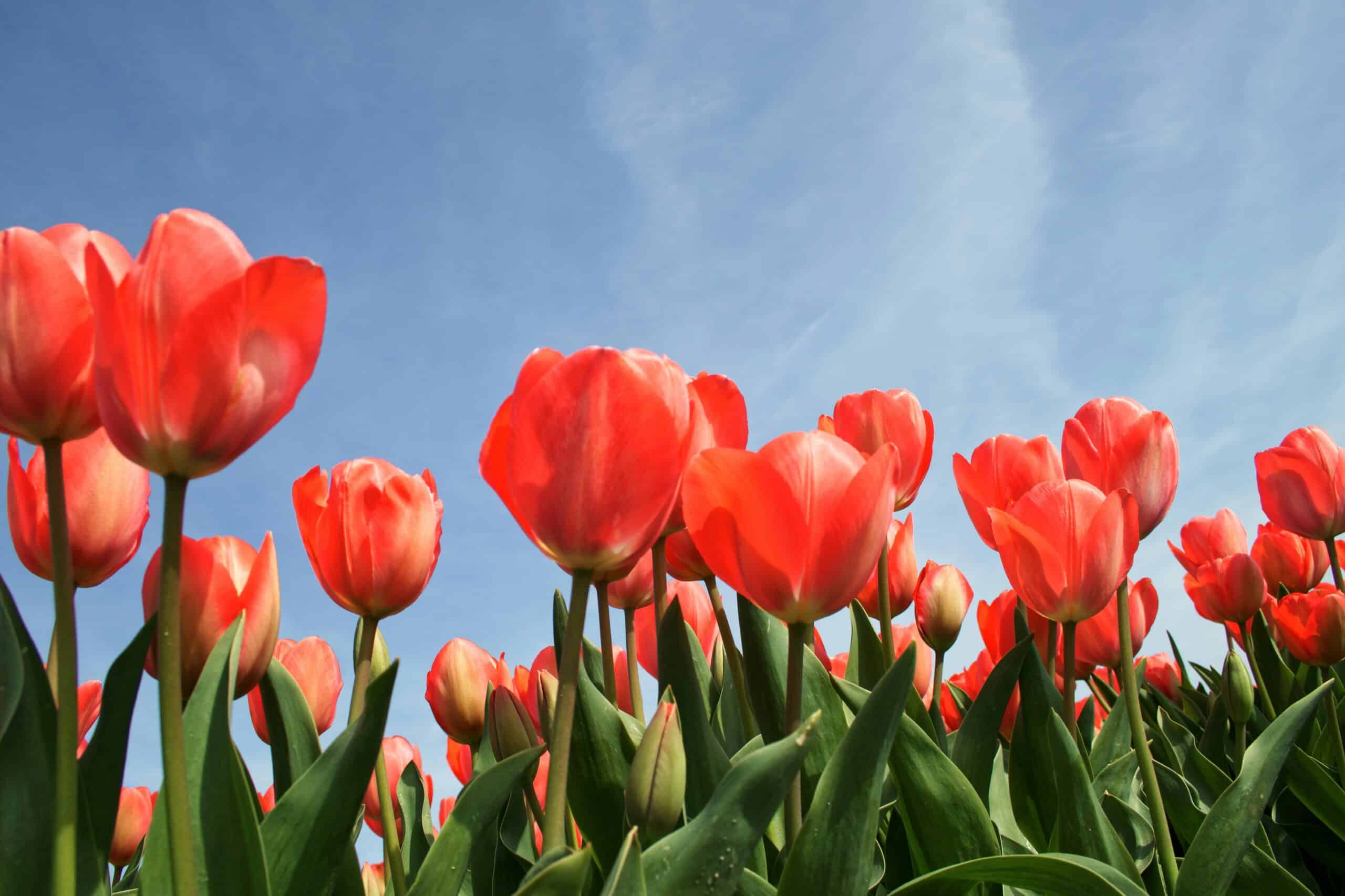 A field of Red Tulips with a bright blue sky in the background